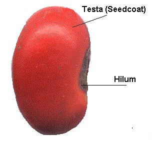 seed part